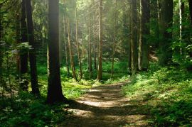 Foret Foret