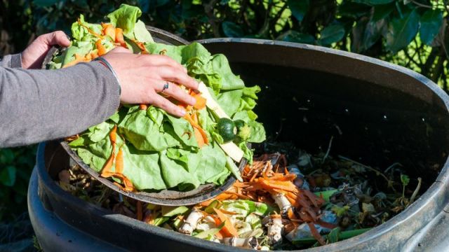 Compost alimentaire