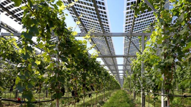 Agrivoltaisme