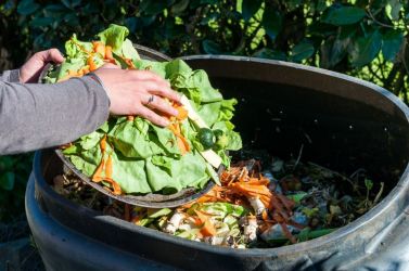 Compost alimentaire