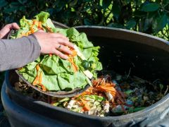 Compost alimentaire