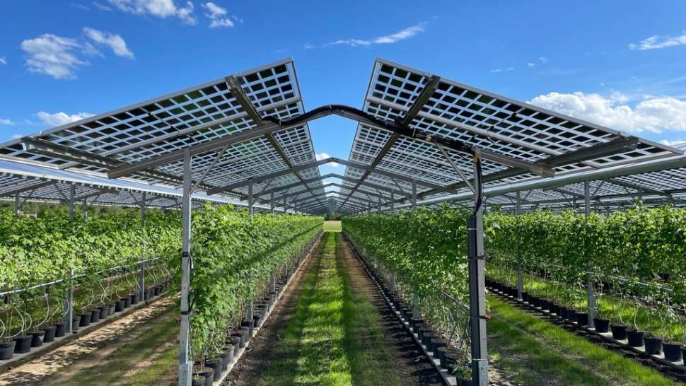 Photo représentant de l'agrivoltaïsme