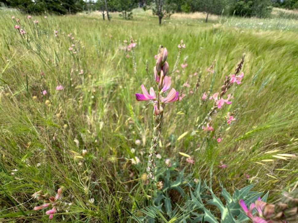 Sainfoin Grand Est