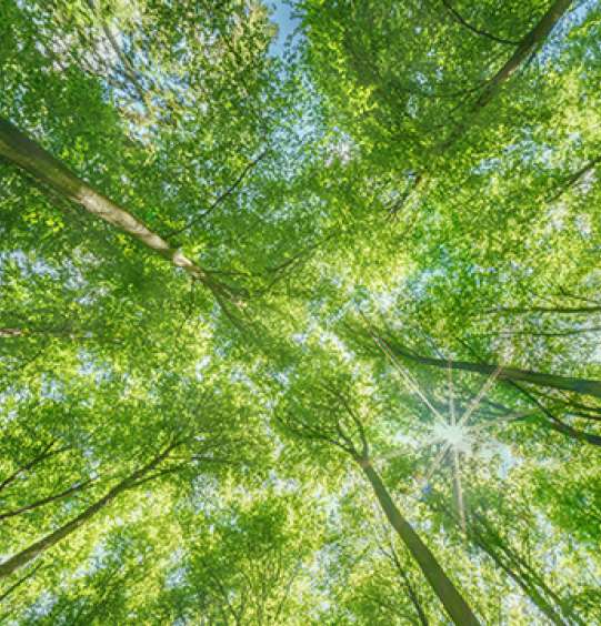 arbres élancés vers le ciel vus du sol 
